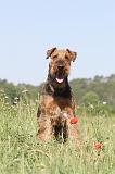 AIREDALE TERRIER 010